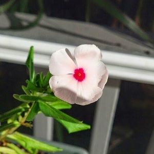 Meet your Posher, Janette